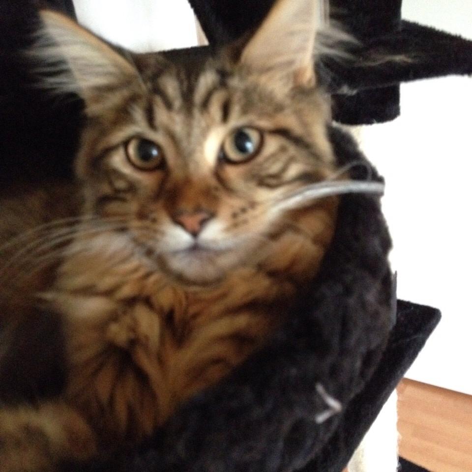 Maine Coon Mawgli billede 23