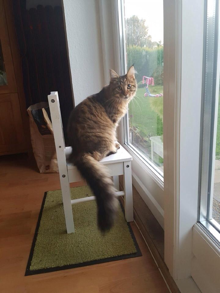 Maine Coon Mawgli billede 24