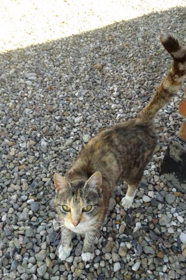 Huskat pus (mit et og alt) <3 billede 48