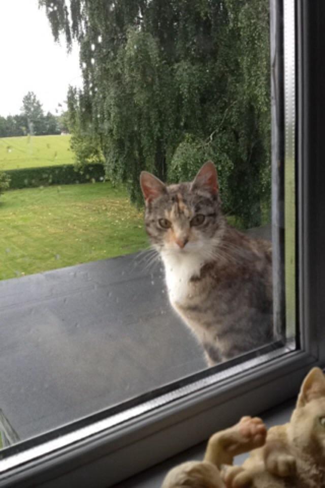 Huskat pus (mit et og alt) <3 - sidder ude foran mit vindue og vil ind billede 47