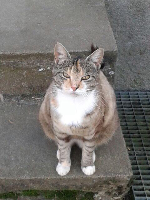 Huskat pus (mit et og alt) <3 - lidt tyk måske  billede 50