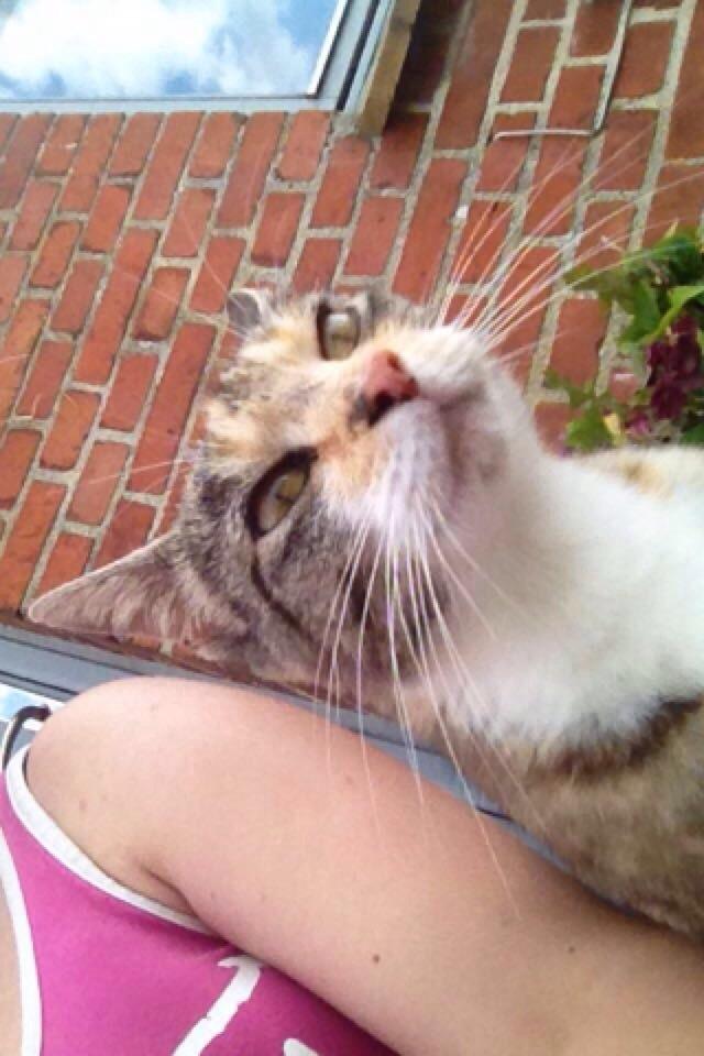 Huskat pus (mit et og alt) <3 - selfie billede 49