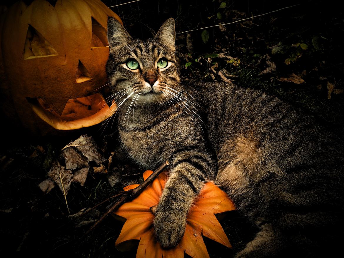 Huskat Ludvig the bulldog billede 4