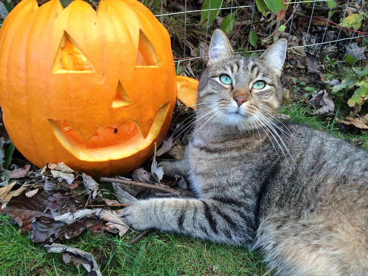 Huskat Ludvig the bulldog billede 48