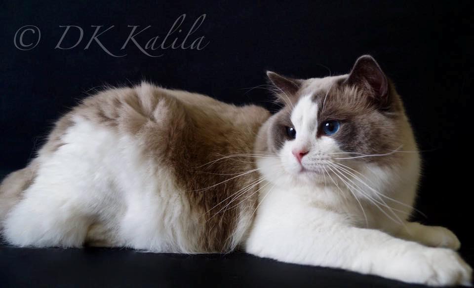 Ragdoll Elonadolls Harley Davisdon billede 4