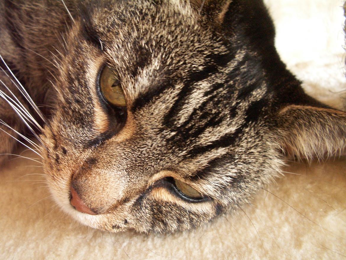 Huskat Maiken billede 5