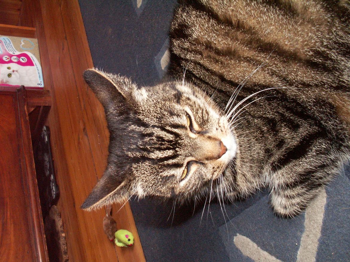 Huskat Maiken billede 8