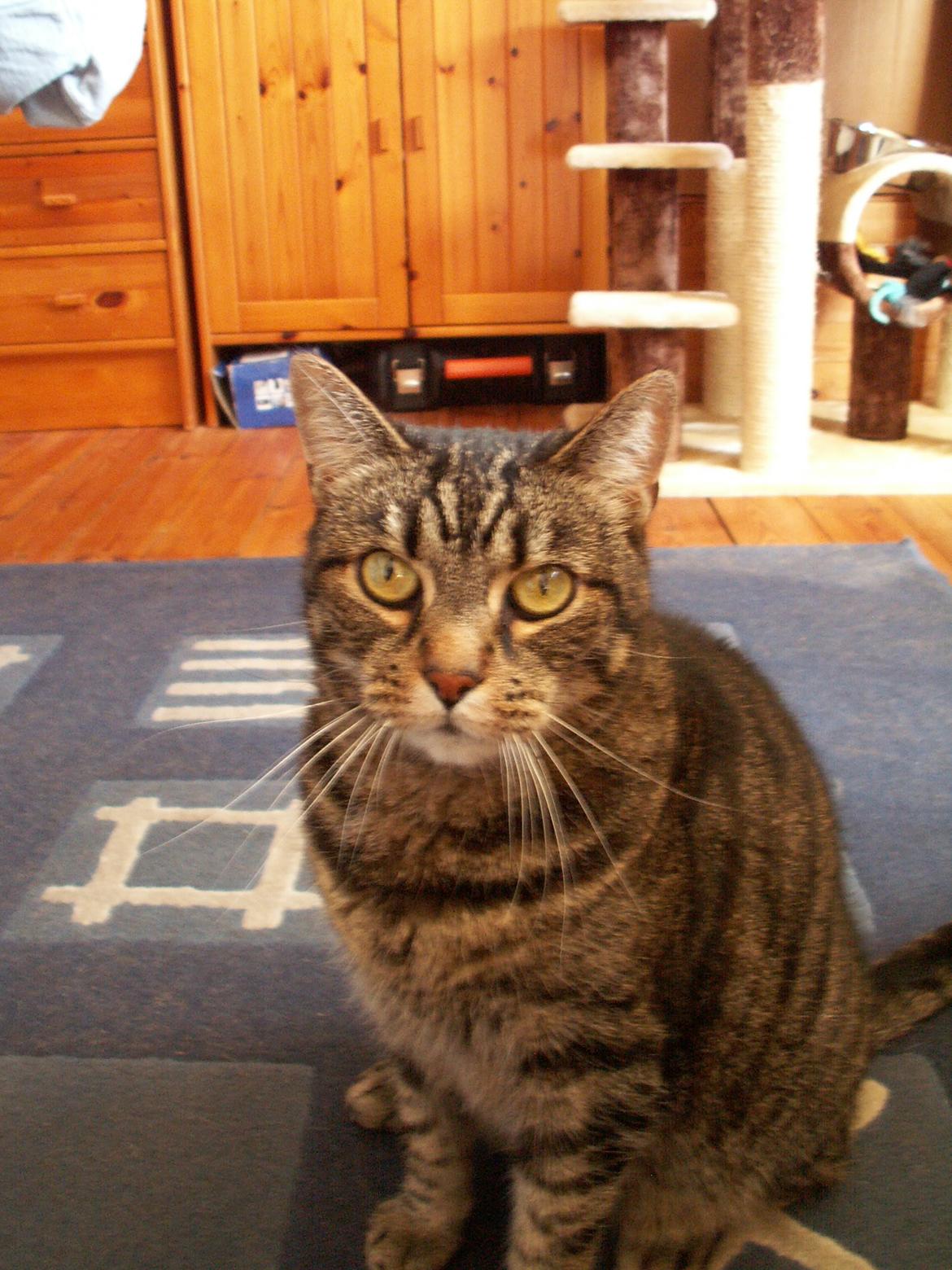 Huskat Maiken billede 12