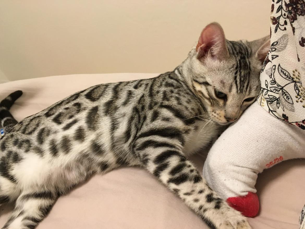 Bengal Yentai's Argentea "Luna" *Himmelkat* billede 1