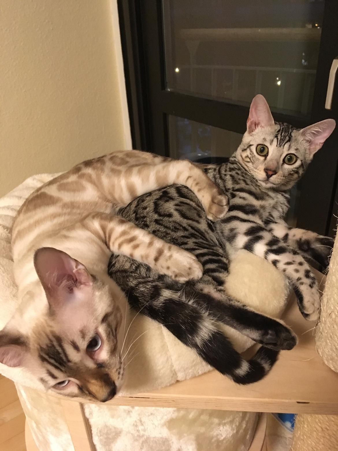 Bengal Yentai's Argentea "Luna" *Himmelkat* billede 3