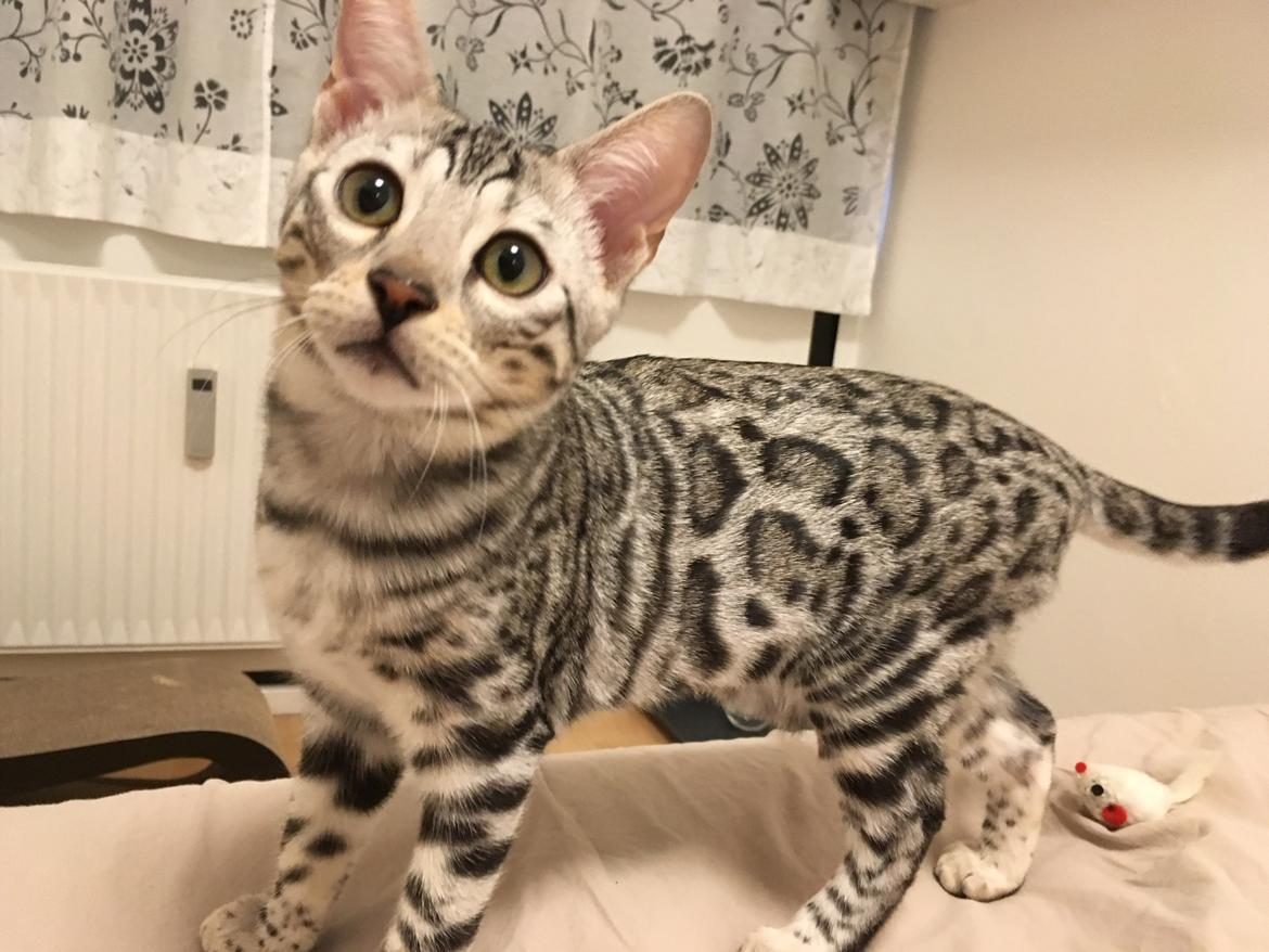 Bengal Yentai's Argentea "Luna" *Himmelkat* billede 2