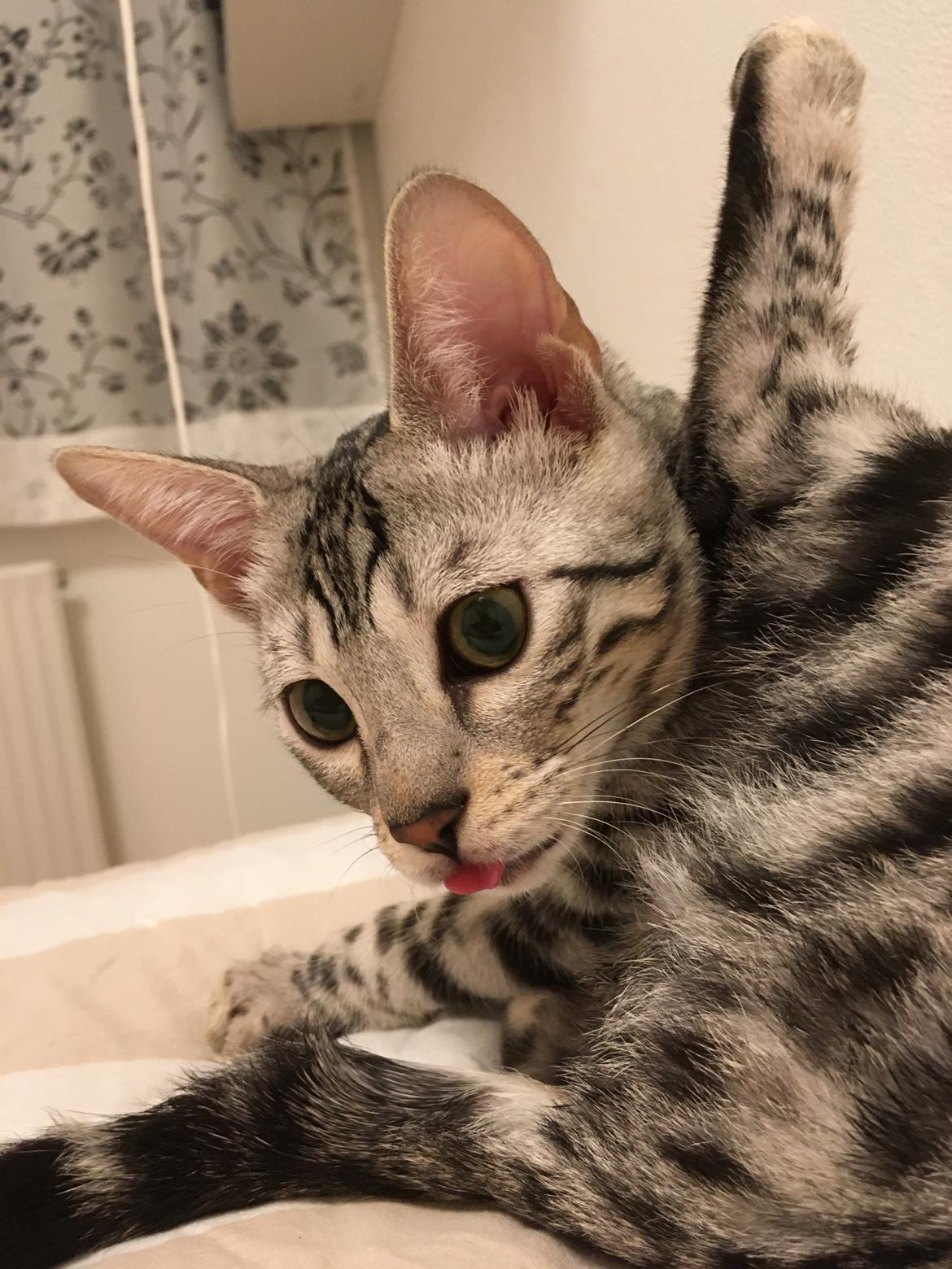 Bengal Yentai's Argentea "Luna" *Himmelkat* billede 5