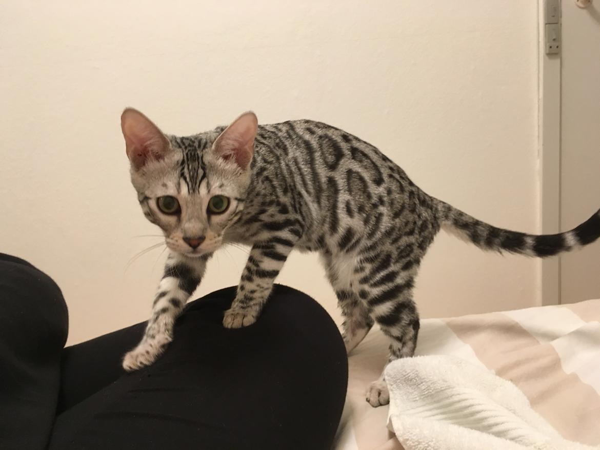 Bengal Yentai's Argentea "Luna" *Himmelkat* billede 6
