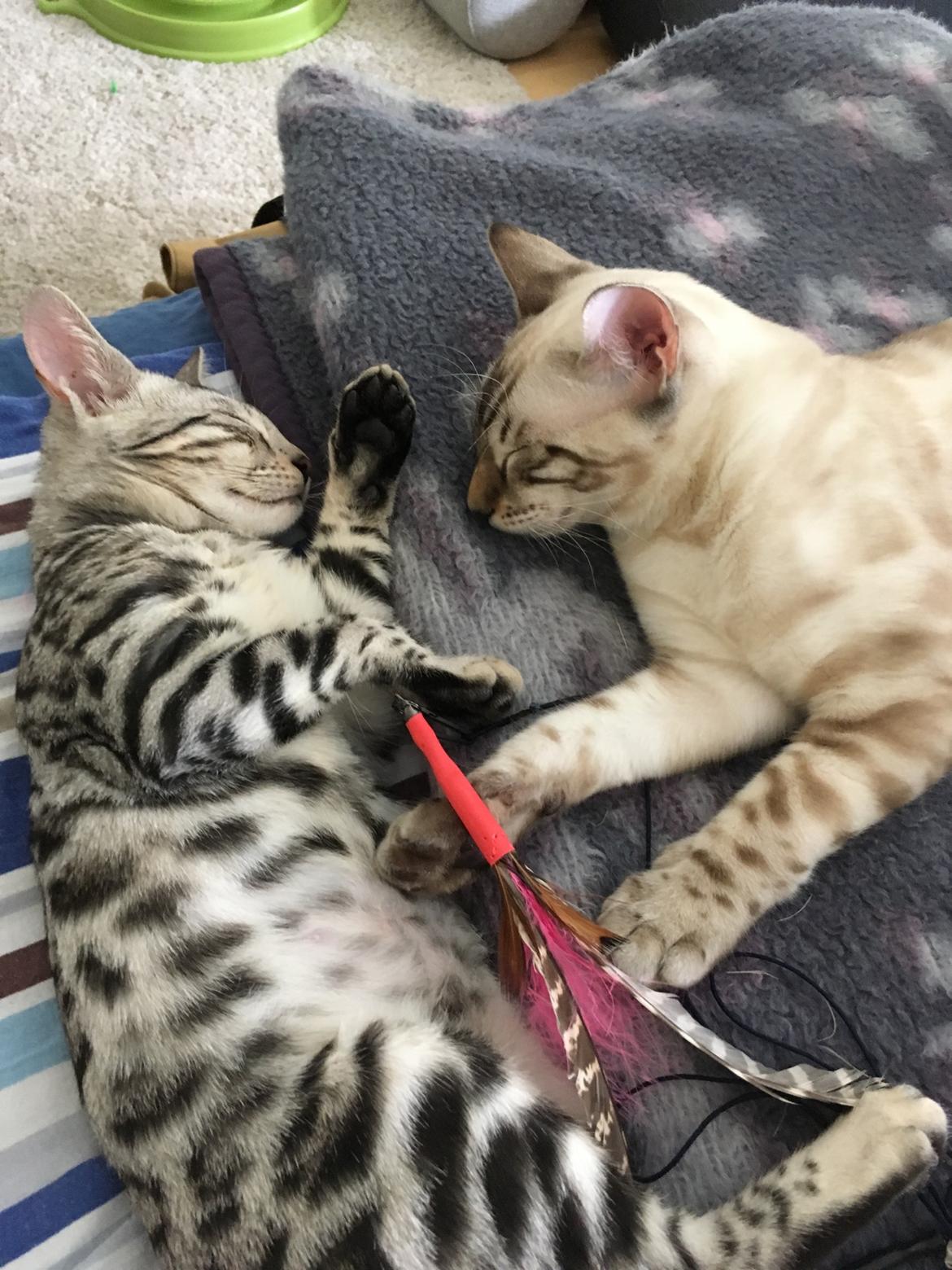 Bengal Yentai's Argentea "Luna" *Himmelkat* billede 7