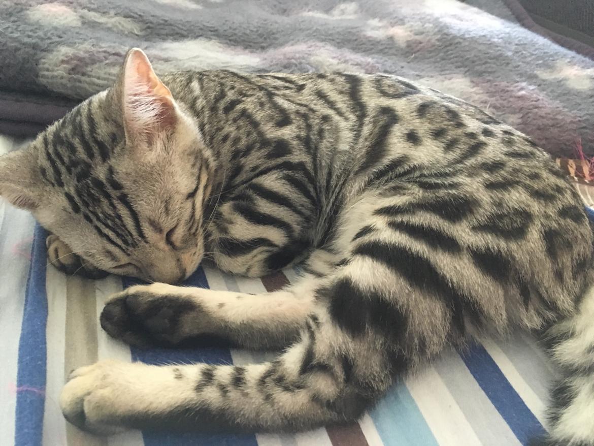 Bengal Yentai's Argentea "Luna" *Himmelkat* billede 8