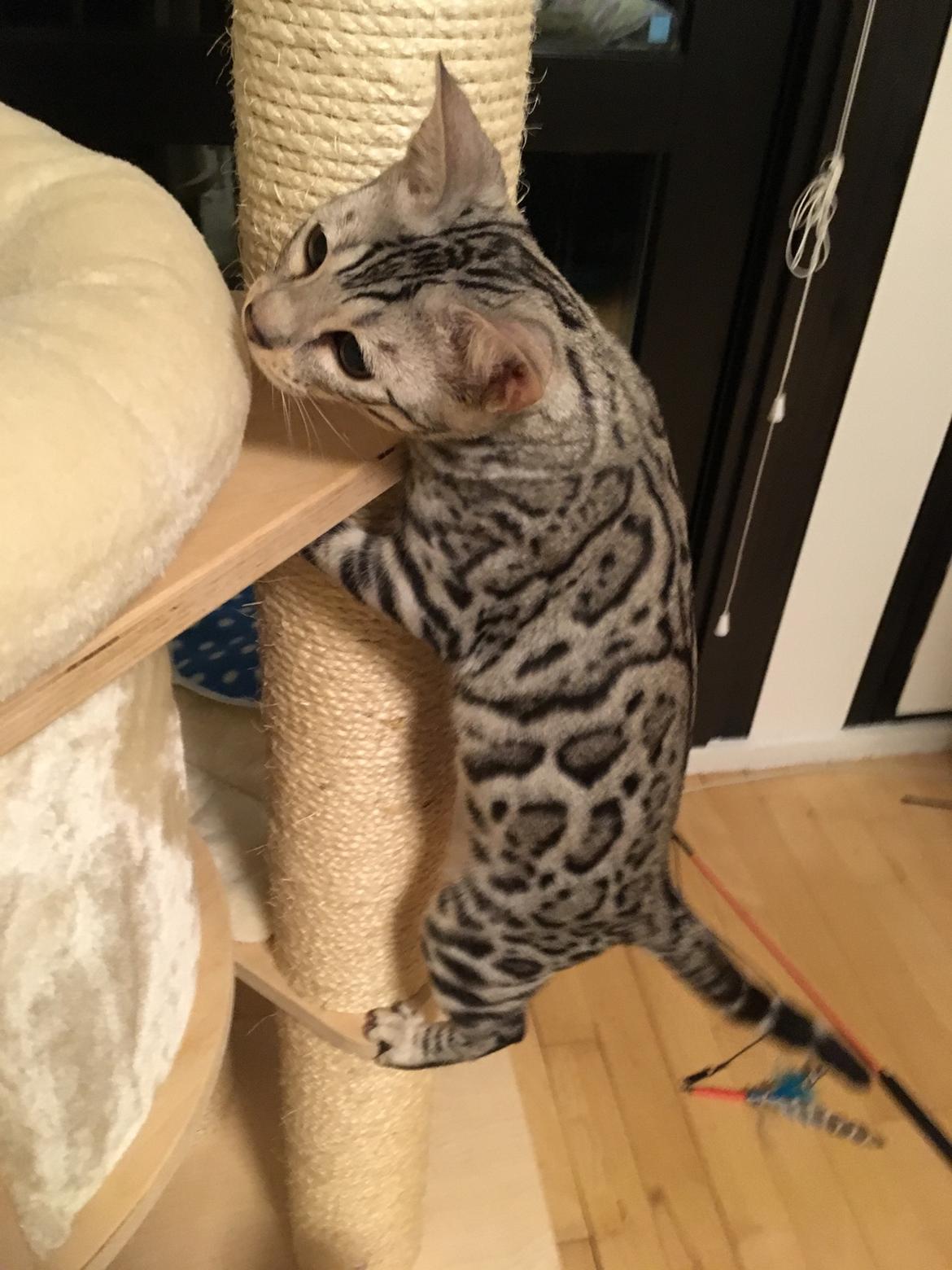 Bengal Yentai's Argentea "Luna" *Himmelkat* billede 4