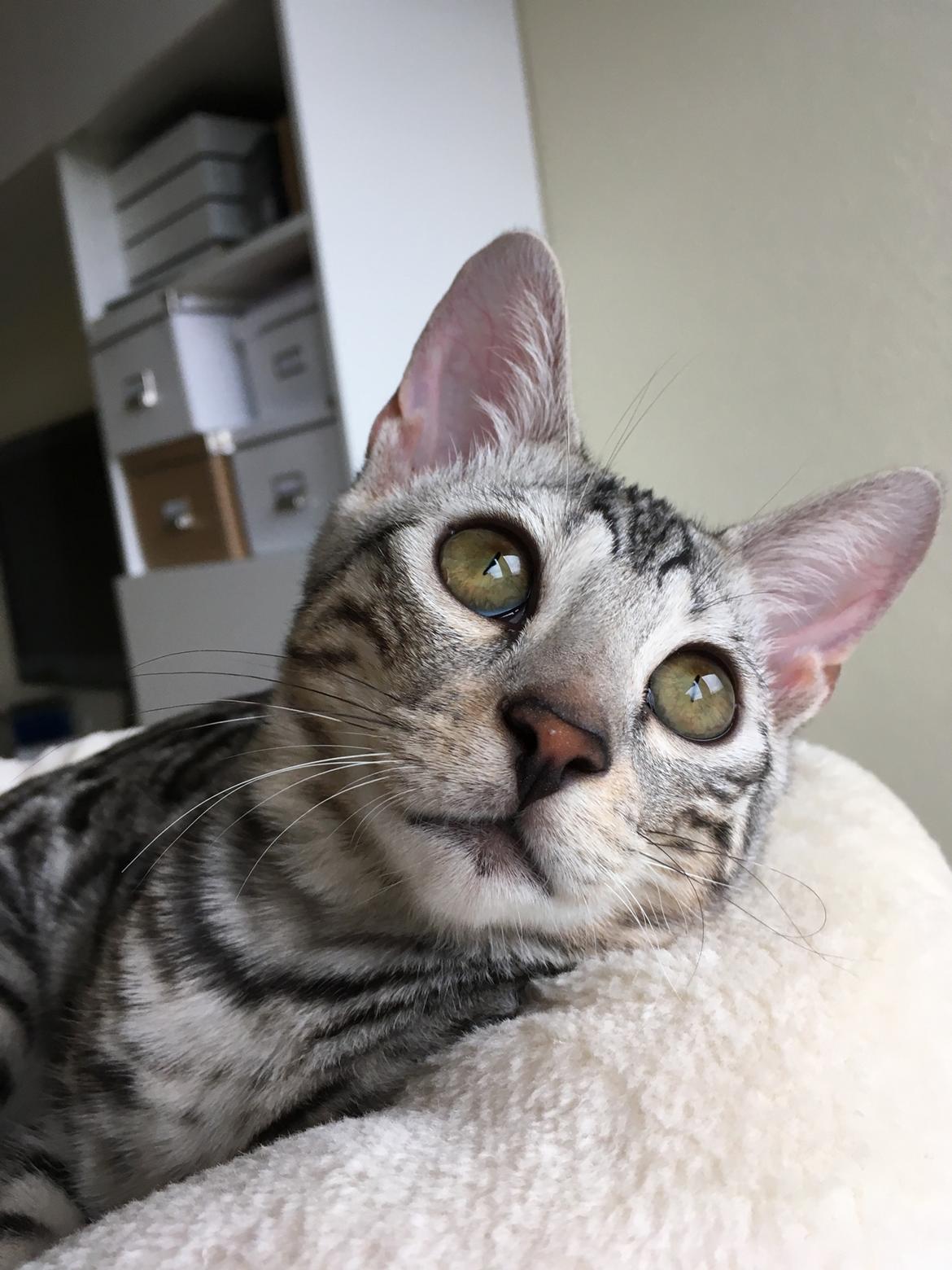 Bengal Yentai's Argentea "Luna" *Himmelkat* billede 10