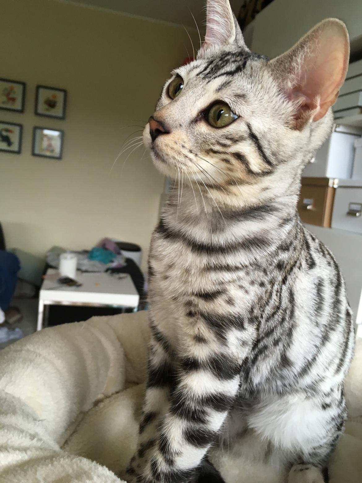 Bengal Yentai's Argentea "Luna" *Himmelkat* billede 11