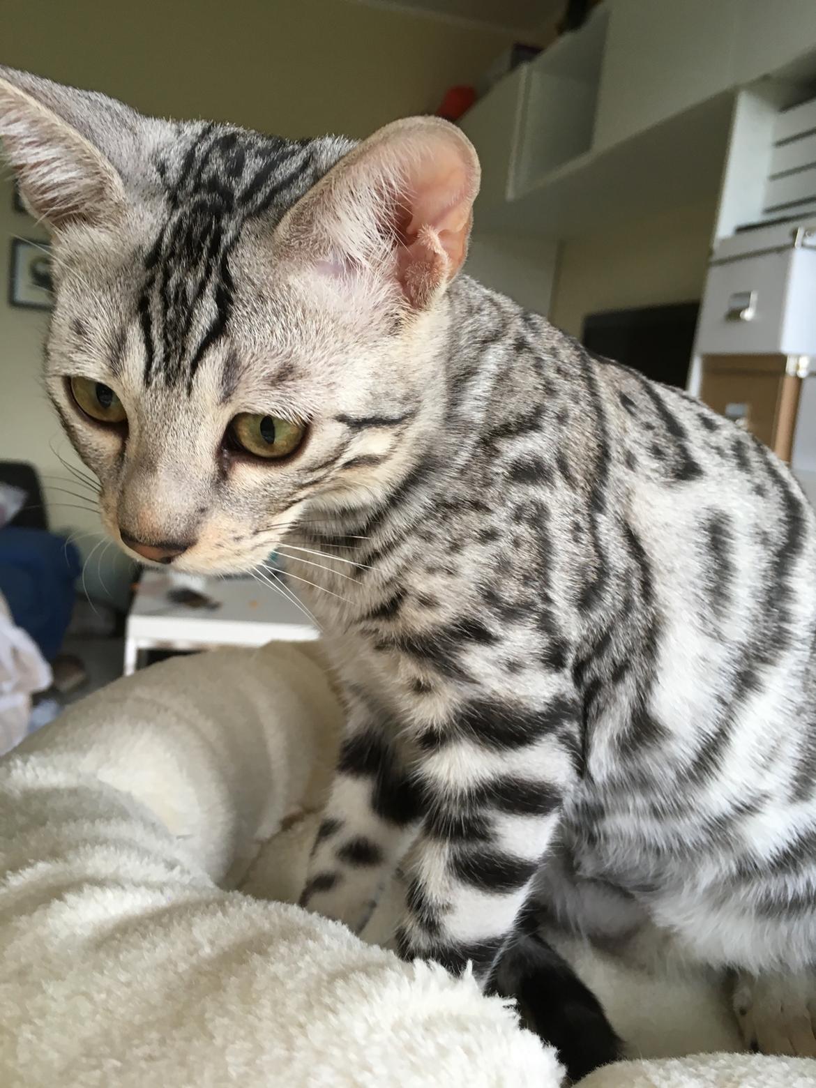 Bengal Yentai's Argentea "Luna" *Himmelkat* billede 12