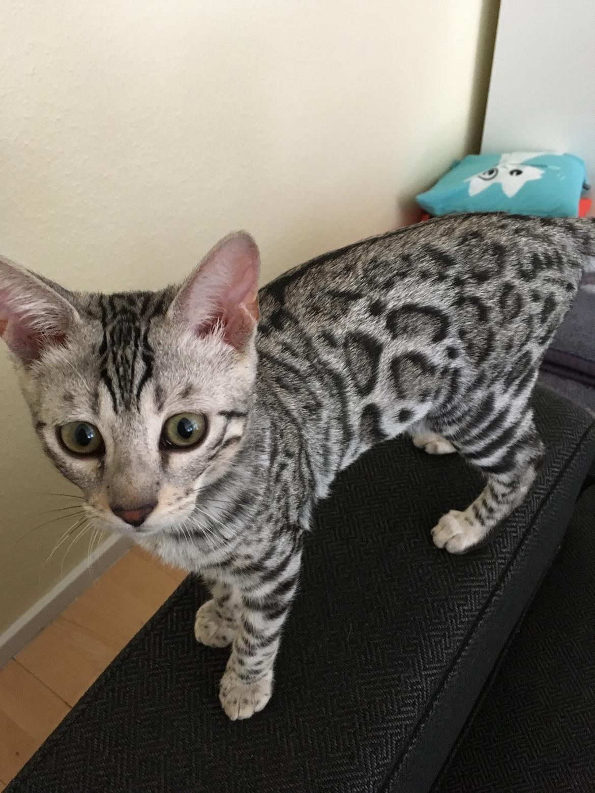 Bengal Yentai's Argentea "Luna" *Himmelkat* billede 13