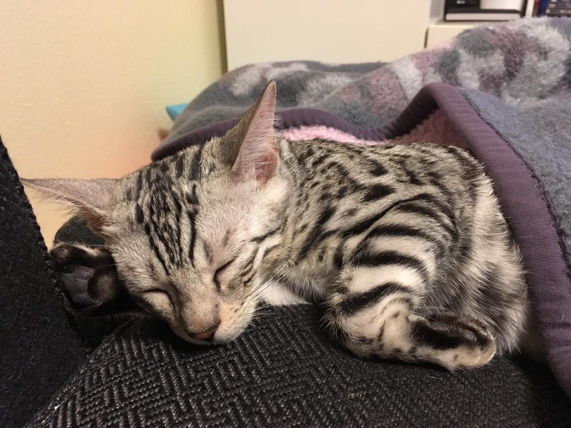 Bengal Yentai's Argentea "Luna" *Himmelkat* billede 14