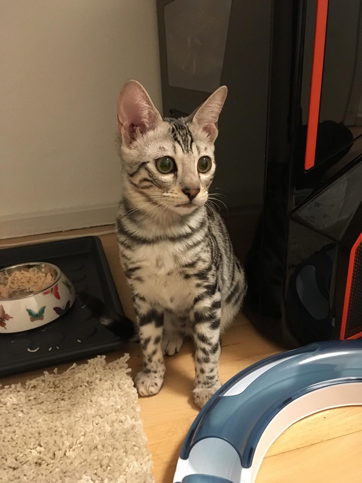 Bengal Yentai's Argentea "Luna" *Himmelkat* billede 15