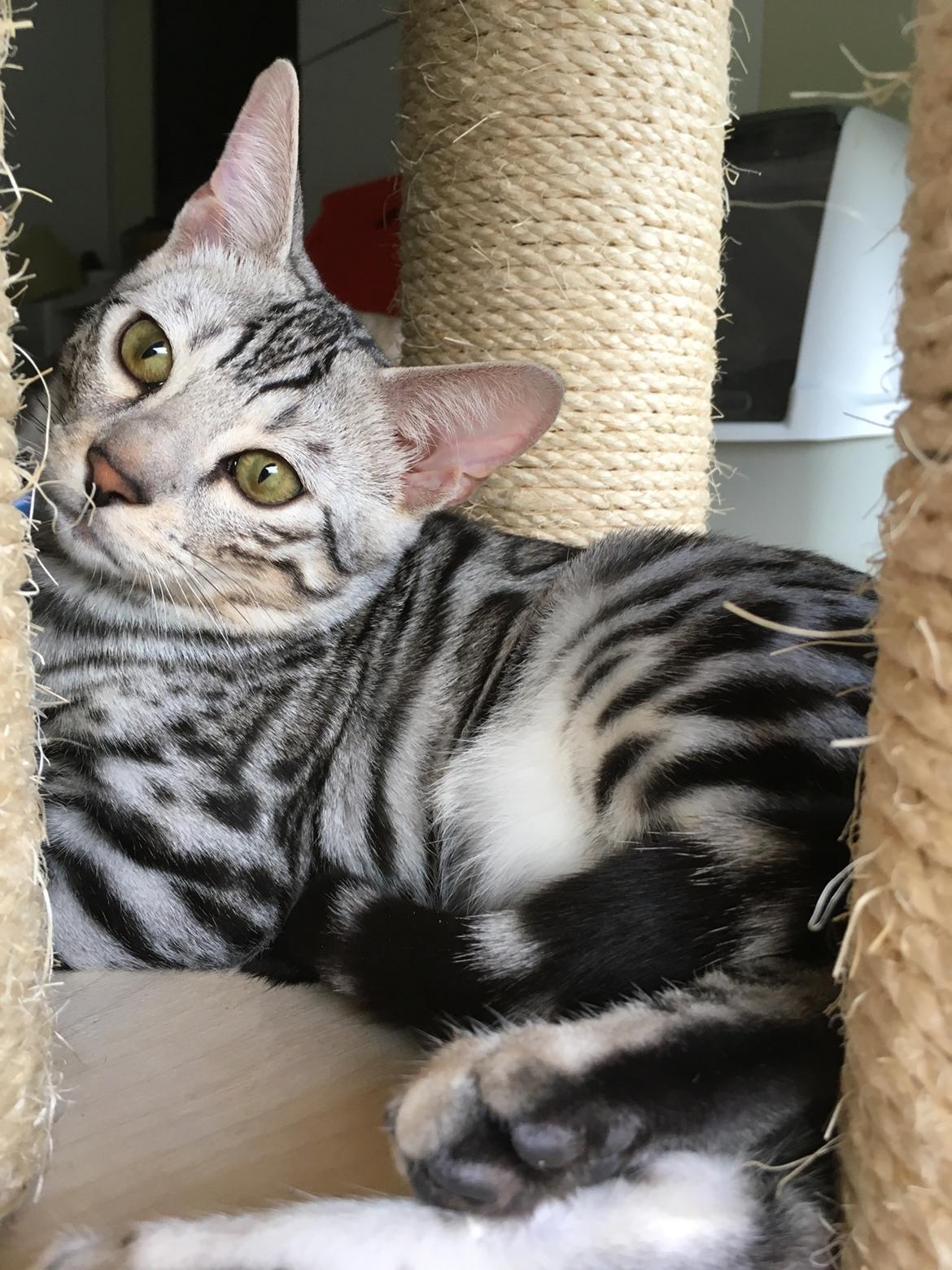 Bengal Yentai's Argentea "Luna" *Himmelkat* billede 9