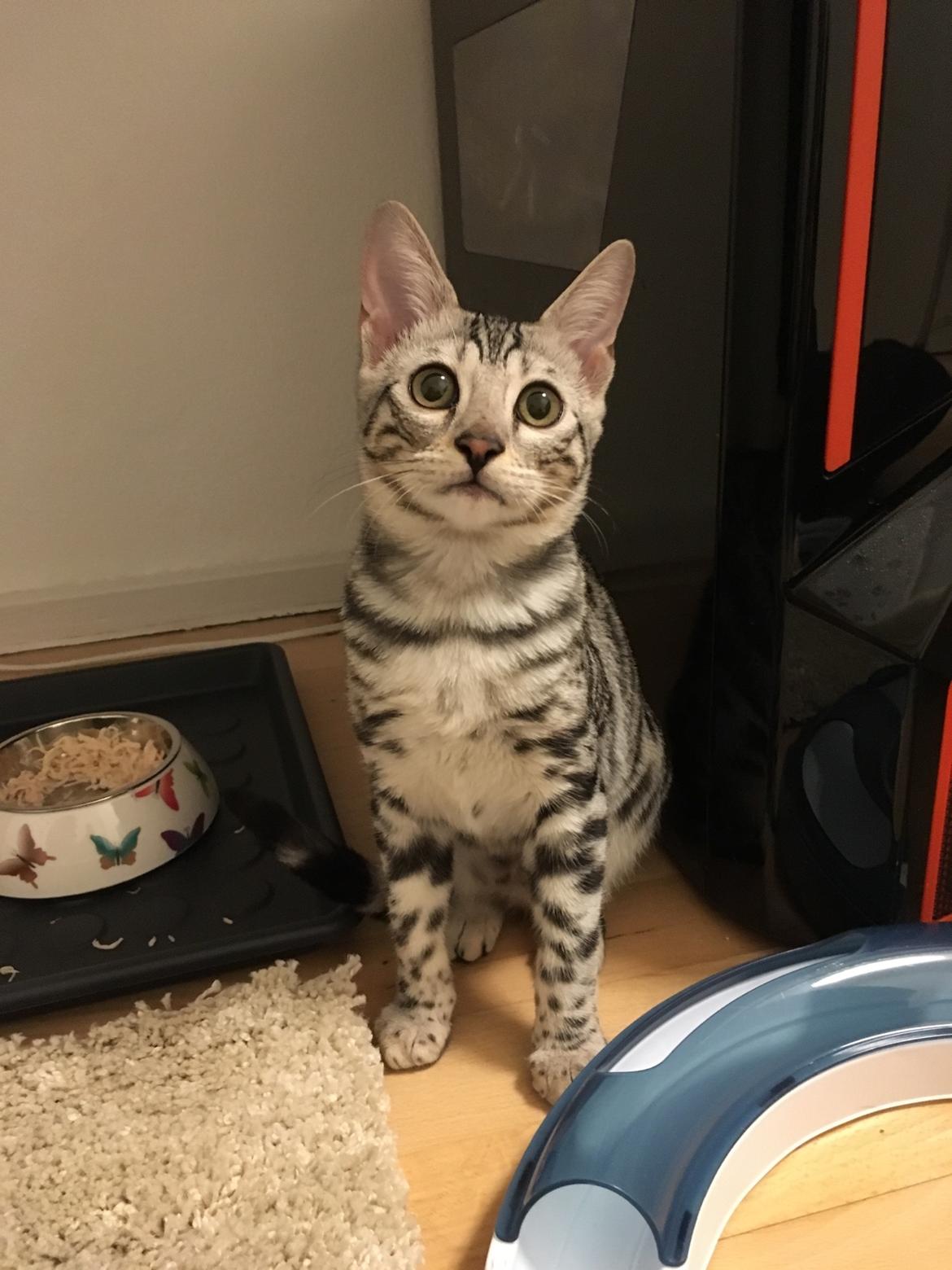 Bengal Yentai's Argentea "Luna" *Himmelkat* billede 16