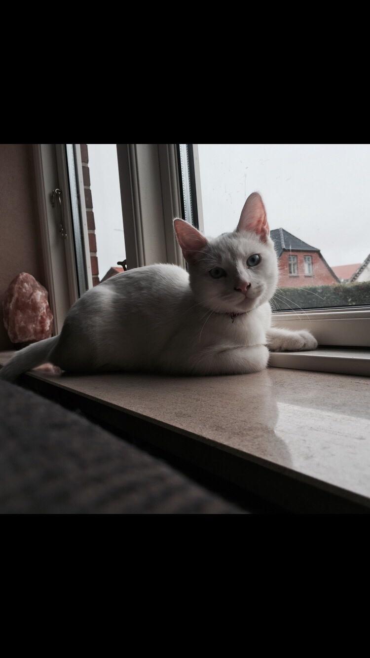 Blanding af racer Melina (hvid kat) billede 17