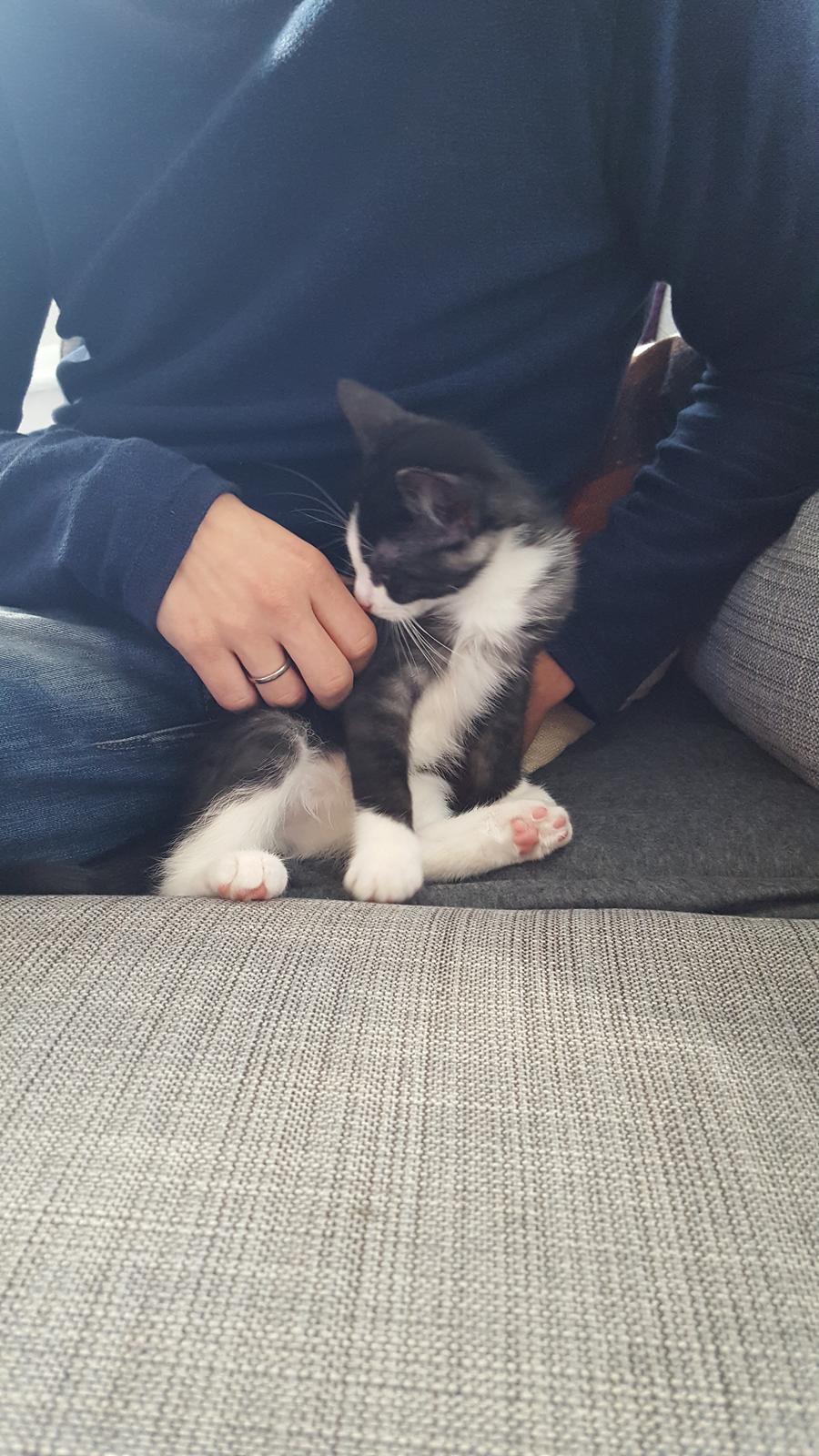 Huskat Lynx billede 10