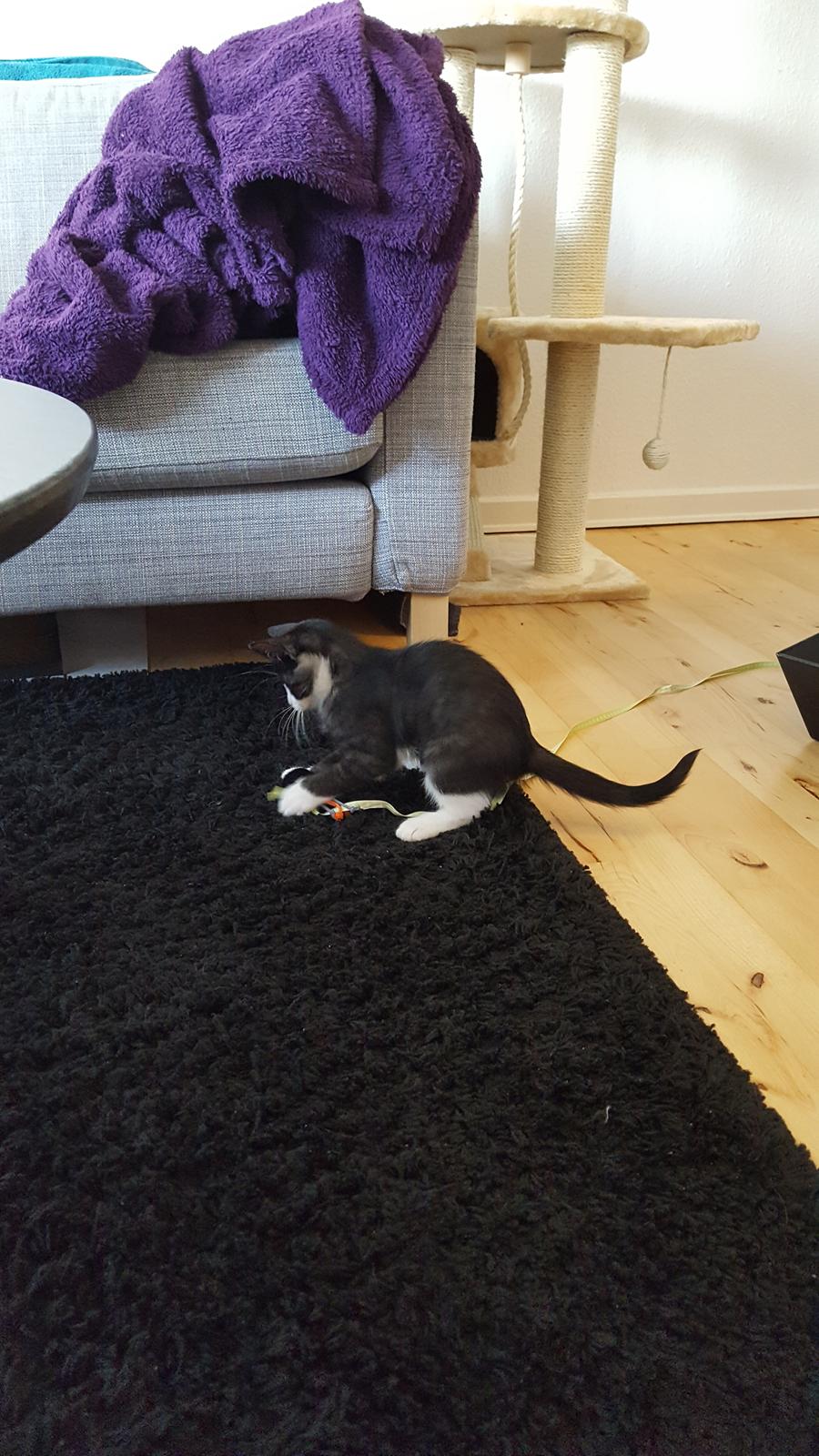 Huskat Lynx billede 11