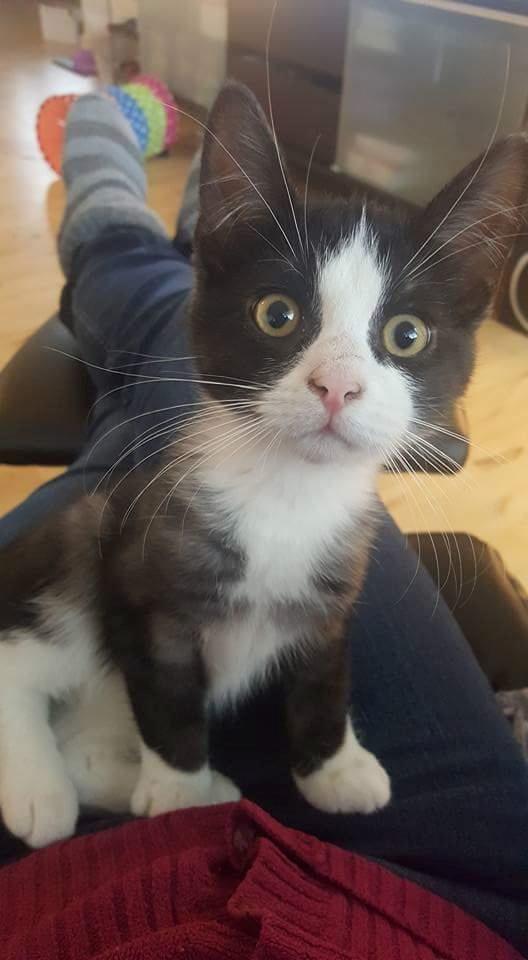 Huskat Lynx billede 1