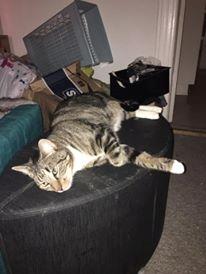 Blanding af racer Modey billede 1