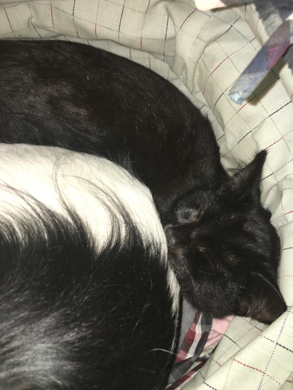 Blanding af racer Timo R.I.P :( billede 21