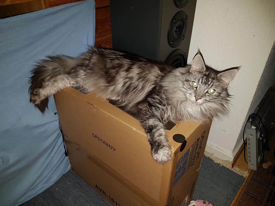 Maine Coon silver billede 22
