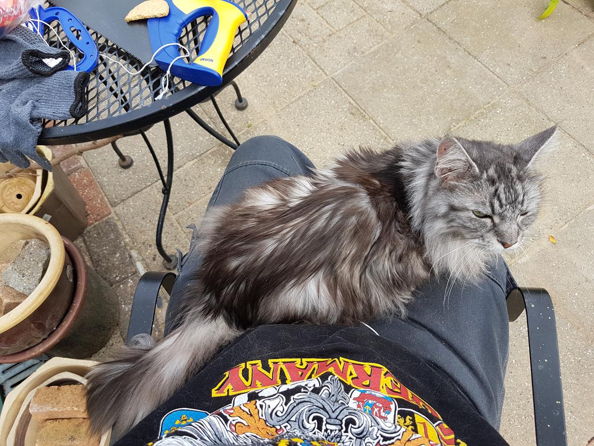 Maine Coon silver billede 24