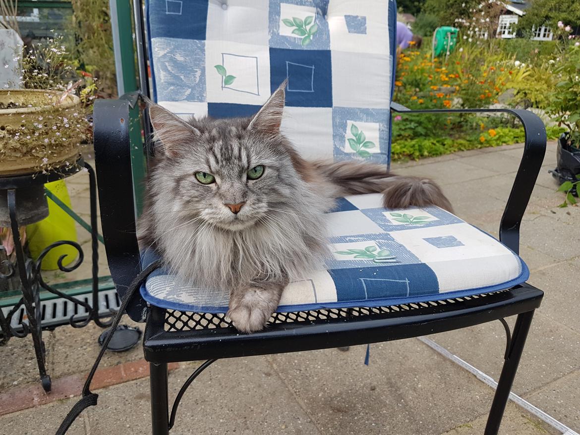 Maine Coon silver billede 25