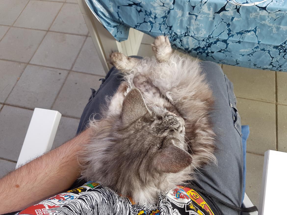 Maine Coon silver billede 23