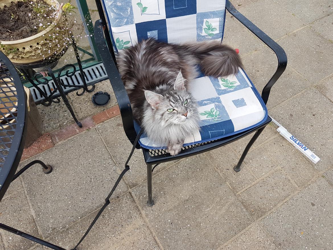 Maine Coon silver billede 26