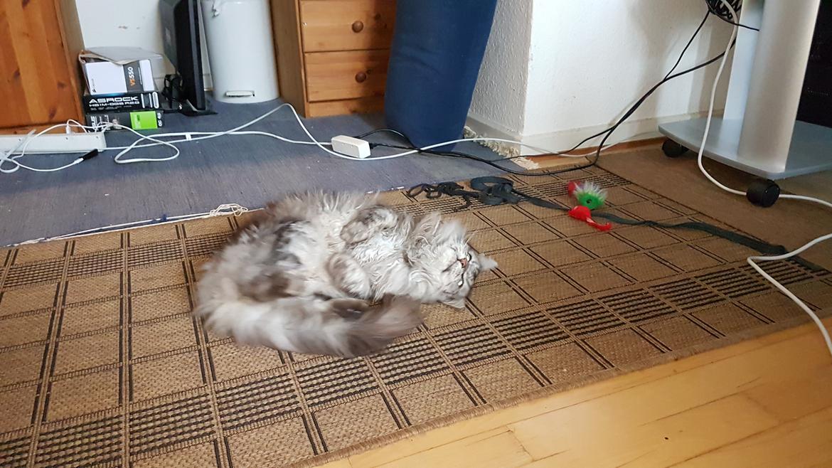 Maine Coon silver billede 28