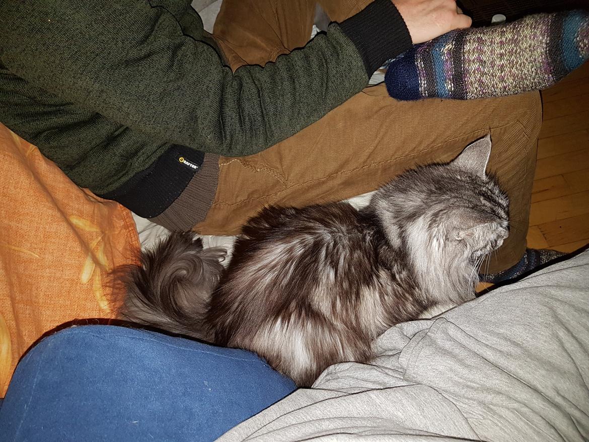 Maine Coon silver billede 29