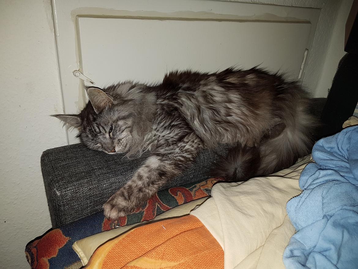 Maine Coon silver billede 30
