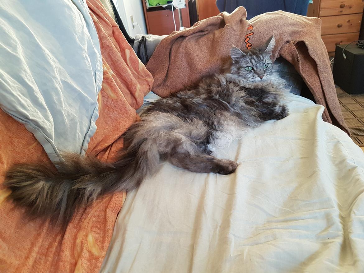 Maine Coon silver billede 27