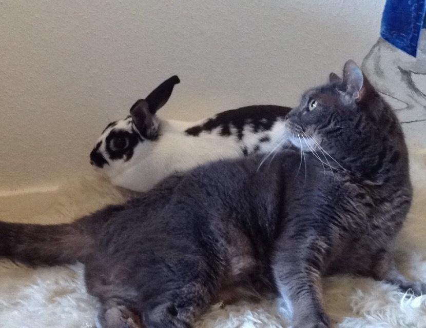 Blanding af racer Molly billede 6