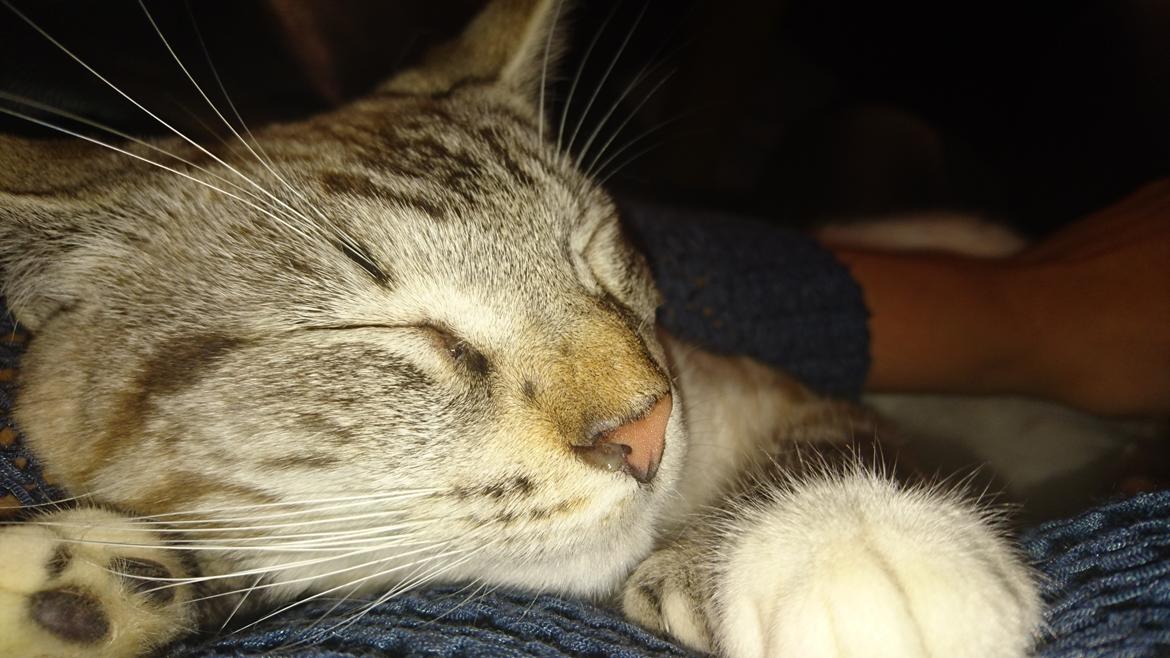 Blanding af racer Paw billede 1