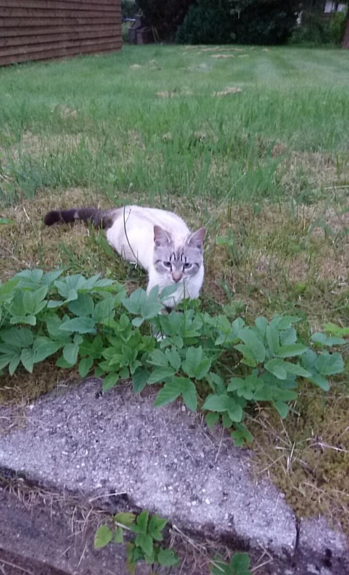 Blanding af racer Paw billede 2