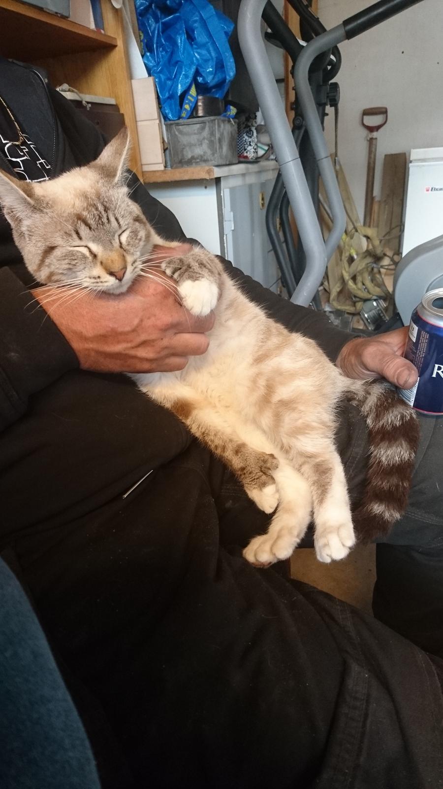 Blanding af racer Paw billede 3