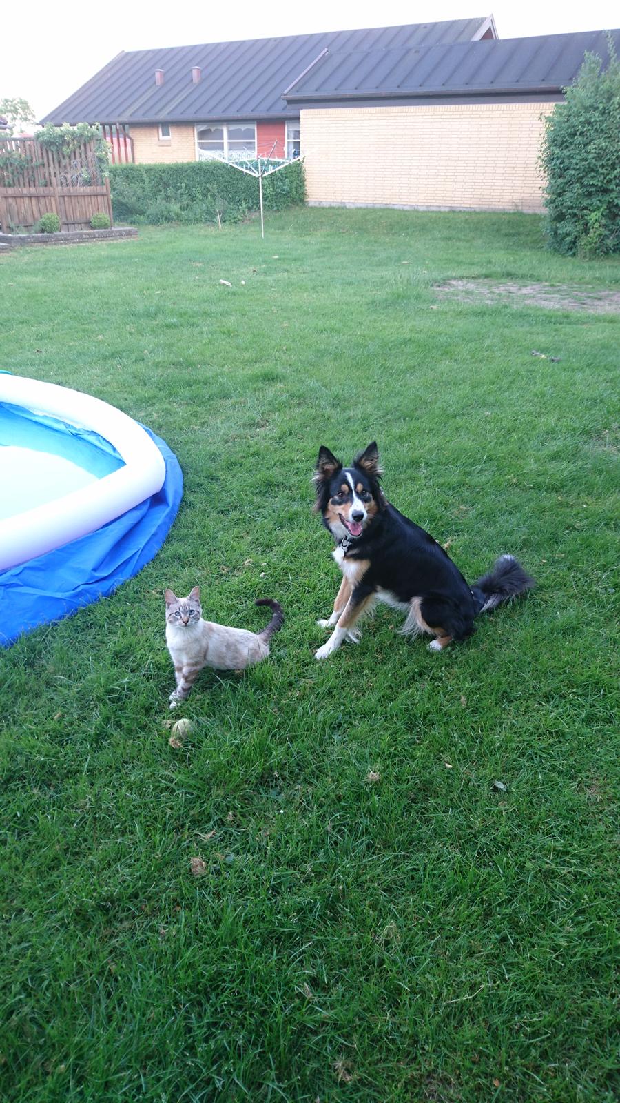 Blanding af racer Paw billede 4