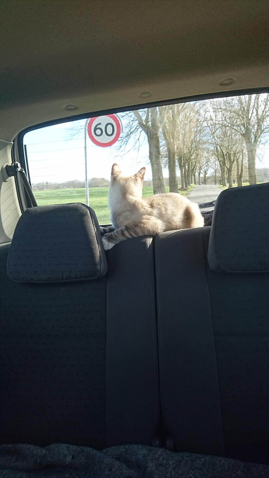 Blanding af racer Paw billede 5