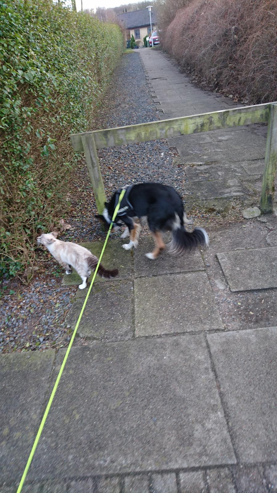 Blanding af racer Paw billede 6